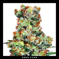 Ripper Seeds - RIPPER BADAZZ - Regular - 12 Seeds