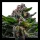 Ripper Seeds - DO-G - Feminized - 1 Seed