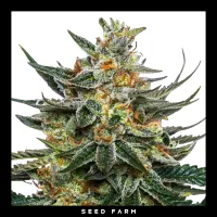 DNA Genetics - TANGIE - Regular - 6 Seeds