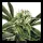 Exotic Seed - AMNESIA NR.7 - Feminized