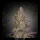 Green House Seed - EXODUS CHEESE - Feminized