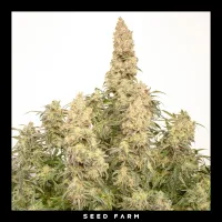 Dutch Passion - ORANGE BUD - Automatic