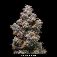 Cookies Lem. - MIAMI YAYO - Feminized