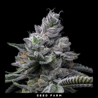 Cookies - RS11 X HOLLYWOOD - Feminized