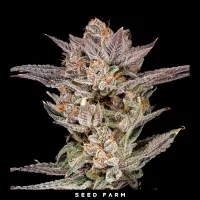 Nine Weeks Harvest - MYLAR MAGIC 2.0 - Feminisiert