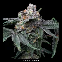 Cookies - MANGO X HOLLYWOOD - Feminized