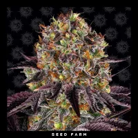 Barneys Farm - RUNTZ X LAYER CAKE - Feminized