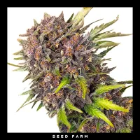 Sweet Seeds - DIABLO ROJO XL - Automatic