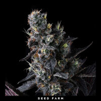 Compound Genetics - GIGGIN GRAPES - Feminized