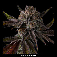 Compound Genetics - PURPLE PRESERVES - Feminized