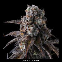 Compound Genetics - DULCE DREAMS - Feminized