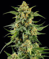 Barneys Farm - SKUNK #1  - Feminized - 3 Seeds