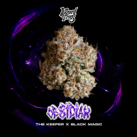 Wizard Trees - OBSIDIAN - Feminized - 3 Seeds